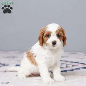 Pearl, Cavapoo Puppy